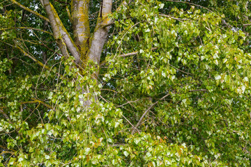 Chopo canadiense en primavera cubierto de hojas y sus amentos femeninos. Populus canadensis.