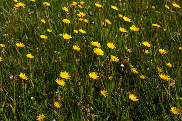 Pradera con flores de falso diente de león. Leontodon hispidus.