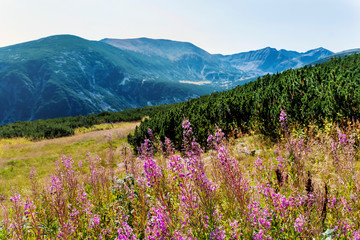 Chamaenerion Angustifolium Fireweed in Rila Mountain . Pink Flowers of a Herb in the Summer Mountain 