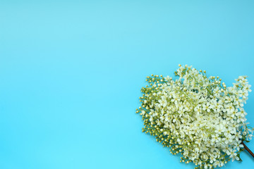 flowering bird cherry branch on blue background