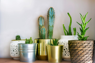 Cacti Flowers in a Small Pots.Home Decoration with Succulent Plants