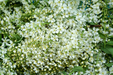 flowers and leaves of bird cherry on a blue background. view from above