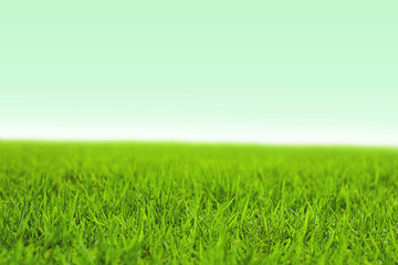 Plakat Photo of lawn or grassland. 芝生または草原の写真
