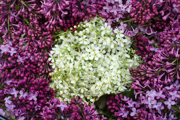 bird cherry flowers and lilacs on blue background