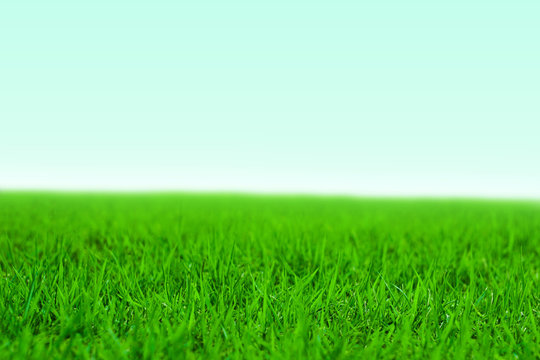 Photo of lawn or grassland.  芝生または草原の写真