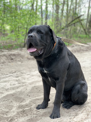 The black dog Cane Corso is sitting in a collar. Large thoroughbred dog on a leash. Walk with the dog in the park.