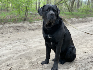 The black dog Cane Corso is sitting in a collar. Large thoroughbred dog on a leash. Walk with the dog in the park.