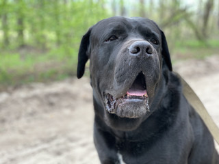 The black dog Cane Corso is sitting in a collar. Large thoroughbred dog on a leash. Walk with the dog in the park.