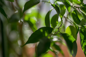 Green ficus leaves against the sky, macro, bokeh defocused