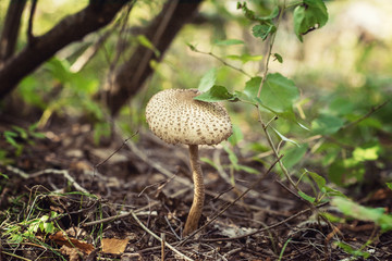 mushroom umbrella on a bent leg in a sunny meadow