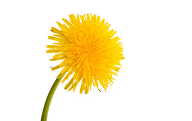 Naklejka premium dandelion isolated