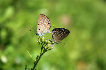 butterfly on a flower