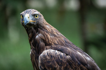 ojo avizor