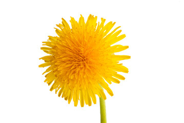 Fototapeta premium dandelion isolated