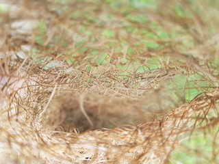 close up of a nest