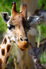 African zhyrafa. In the Prague zoo