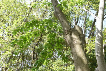 Giant dogwood trunk and leaves / Cornaceae deciduous tall tree