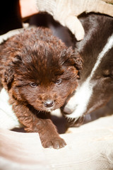 Brown puppy. Sad little puppy. Fluffy puppy in a dog shelter