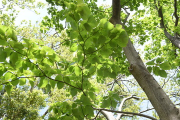 Giant dogwood trunk and leaves / Cornaceae deciduous tall tree