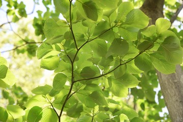 Giant dogwood trunk and leaves / Cornaceae deciduous tall tree