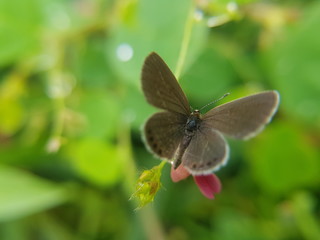 beautiful color butterfly