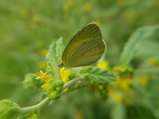 beautiful color butterfly