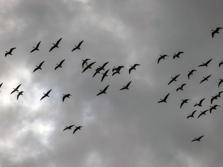 landscape with flying birds, bird migration in spring and autumn, birds against the sky