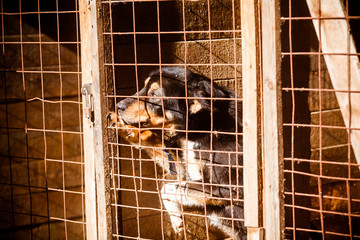 Dog in the cage. Unhappy dog. Dog in a shelter. Portrait of a stray dog. Pet is waiting for the...
