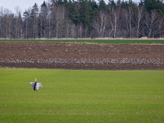 Obraz premium picture with birds on a plowed field, scarecrow in the foreground