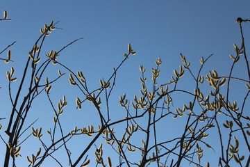 willow branches against the blue sky