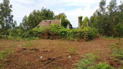ruined old house inside forest