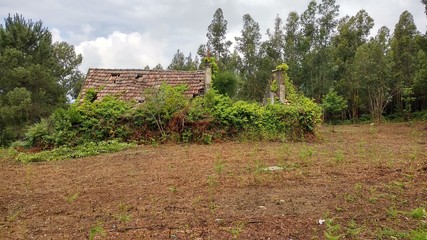 ruined old house inside forest