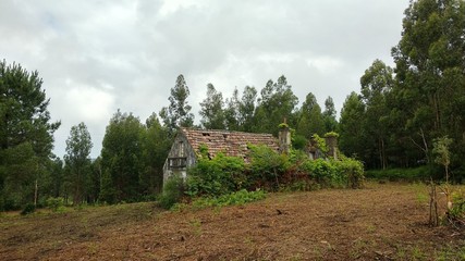 ruined old house inside forest
