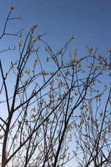 willow branches against the blue sky