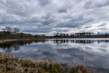 landscape with a swampy lake shore, swamp birches, dry grass and reeds, cloudy day