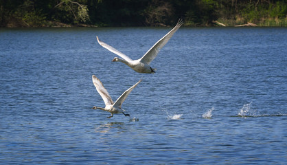 zwei Schwäne starten gleichzeitig aus dem Wasser