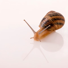 Lumaca su sfondo bianco