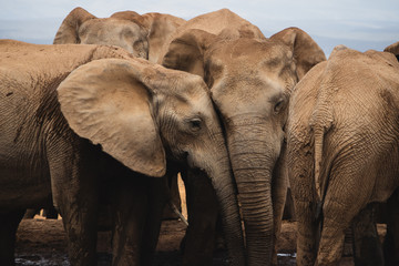 Fototapeta na wymiar Elephants in the Addo National park.