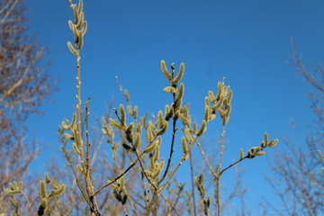 willow branches against the blue sky