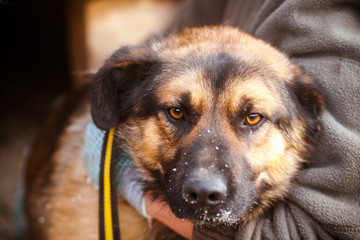Sad dog. Portrait of a sad dog in an animal shelter