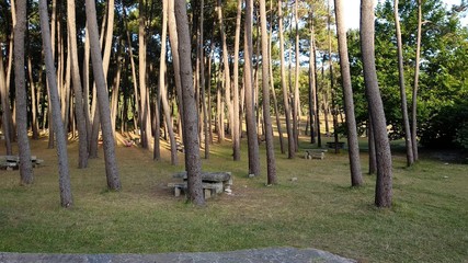 Fototapeta premium clean forest with benchs and tables in it