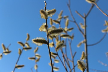 willow branches against the blue sky