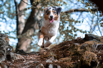 Australian Shepherd dog jumping over rocks