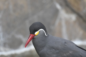 インカアジサシ