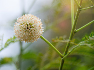 Leucaena leucocephala flower. de Wit flower blossom