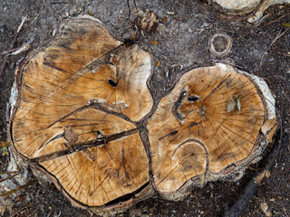 Close up of cut tree trunk. wood cut texture ring background. Cross section of tree trunk. wood texture