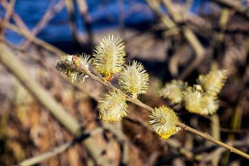 Obraz premium Flowering willow. Yellow, fluffy, first spring flowers on willow branches. Natural background. Selective focus, blurred background.