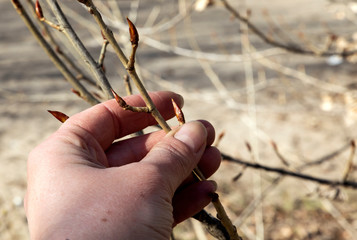 Female hand holds poplar branches with swollen buds. Early spring, sunny, cool weather. Awakening of nature. Selective focus.
