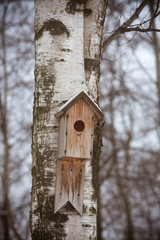 Birdhouse on the tree. Wooden birdhouse on a birch in city park