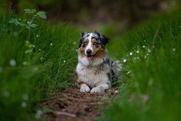 Australian Shepherd dog lying on path in green gras